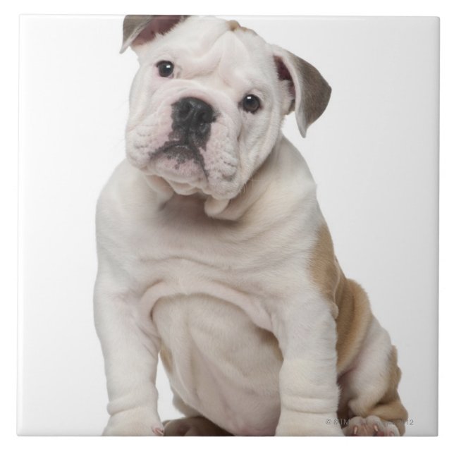 Carreau Chiot anglais de bouledogue (2 mois) (Devant)