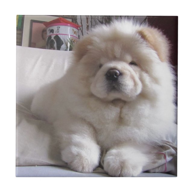 Carreau Chiot blanc de bouffe de bouffe de souffle crème (Devant)