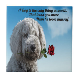 Carreau Chiot blanc de chien de poddle avec une citation