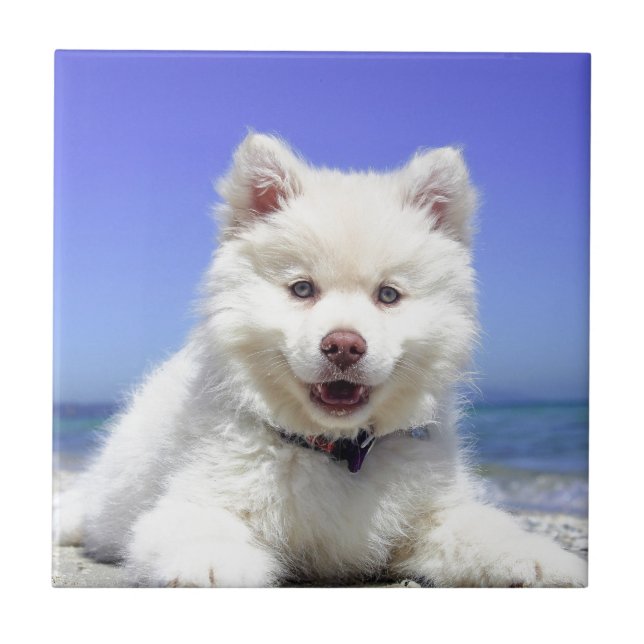 Carreau Chiot blanc Husky avec yeux bleus (Devant)