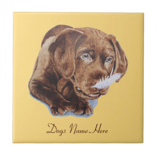 Carreau chiot brun chocolat mignon de labrador retriever