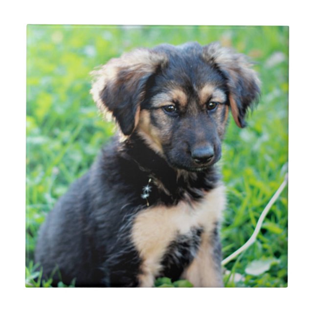 Carreau Chiot de berger allemand (Devant)