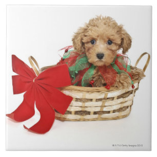 Carreau Chiot de caniche se reposant dans le panier de