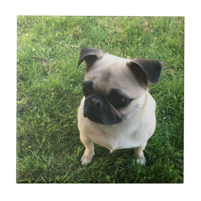 Carreau Chiot de carlin (Devant)