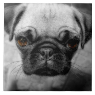 Carreau Chiot de carlin