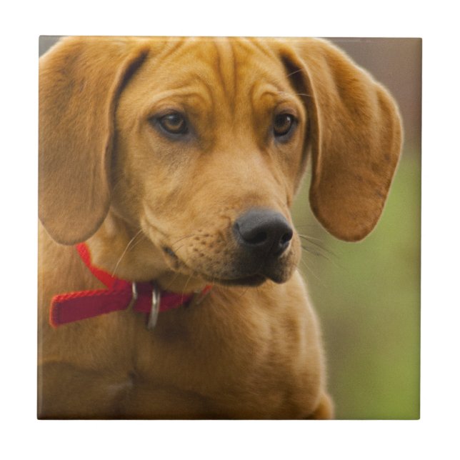Carreau Chiot de chien de chasse de ragondin de Redbone (Devant)