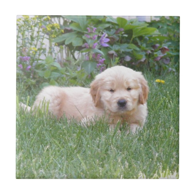 Carreau Chiot de golden retriever (Devant)