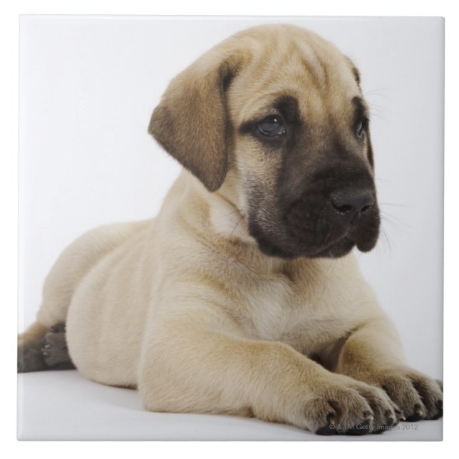 Carreau Chiot de great dane se situant dans le studio (Devant)