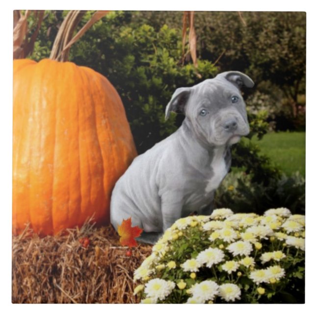 Carreau Chiot de Pitbull de thanksgiving (Devant)
