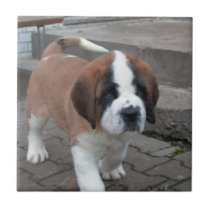 Carreau chiot de St Bernard