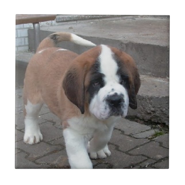 Carreau chiot de St Bernard (Devant)