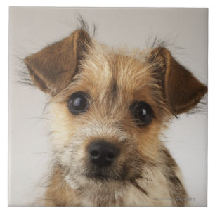 Carreau Chiot (familiaris de Canis)