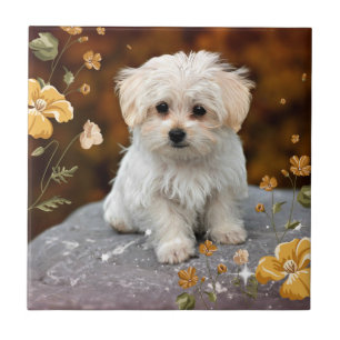 Carreau Chiot maltais...adorable