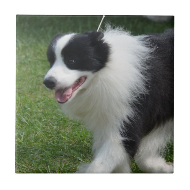 Carreau Chiot mignon de border collie (Devant)