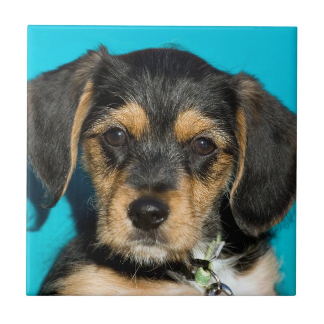 Carreau Chiot mignon de Borkie (Devant)