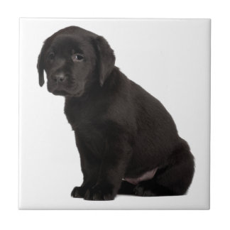 Carreau Chiot noir Labrador