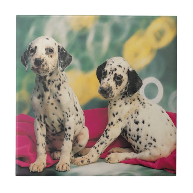 Carreau Chiots dalmatiens (Devant)