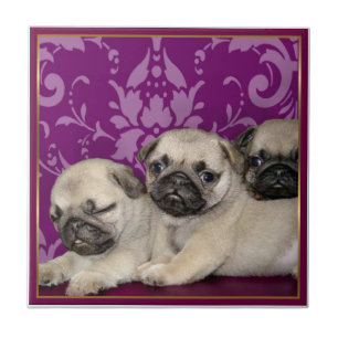 Carreau Chiots de carlin