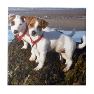 Carreau Chiots de Jack Russell