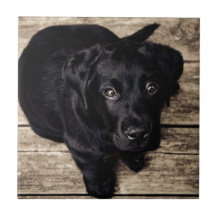 Carreau Chiots Labrador Retriever noir sur du bois