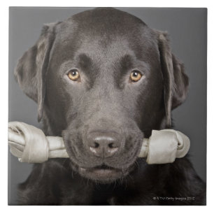Carreau Chocolat Labrador