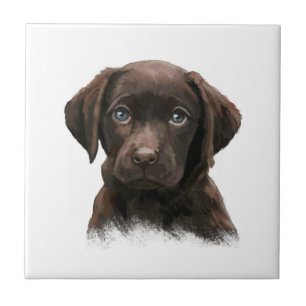 Carreau Chocolat Labrador Retriever Brown