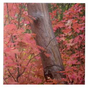 Carreau Chute en rose en Sedona