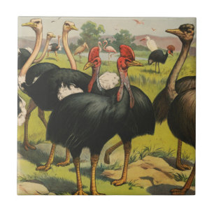 Carreau Cirque vintage Montrant Des Ostriches Et De Grands