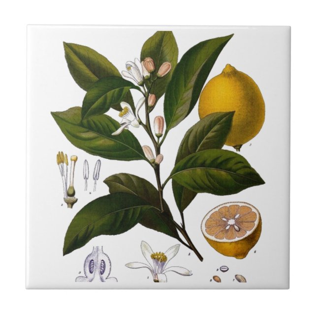 Carreau Citron (Devant)