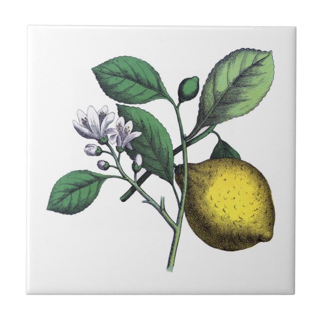 Carreau Citron, fruits et fleurs (Devant)