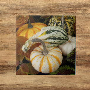 Carreau Citrouilles et Squash Still Life Photo