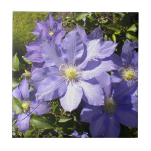 Carreau Clematis