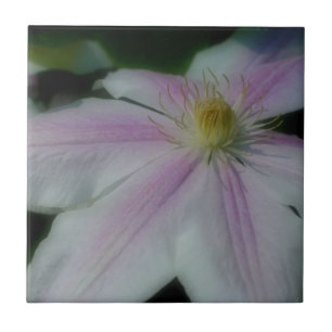 Carreau Clematis Rose Et Blanc Fleur Nature