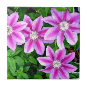 Carreau Clematis rose et Oregano sauvage