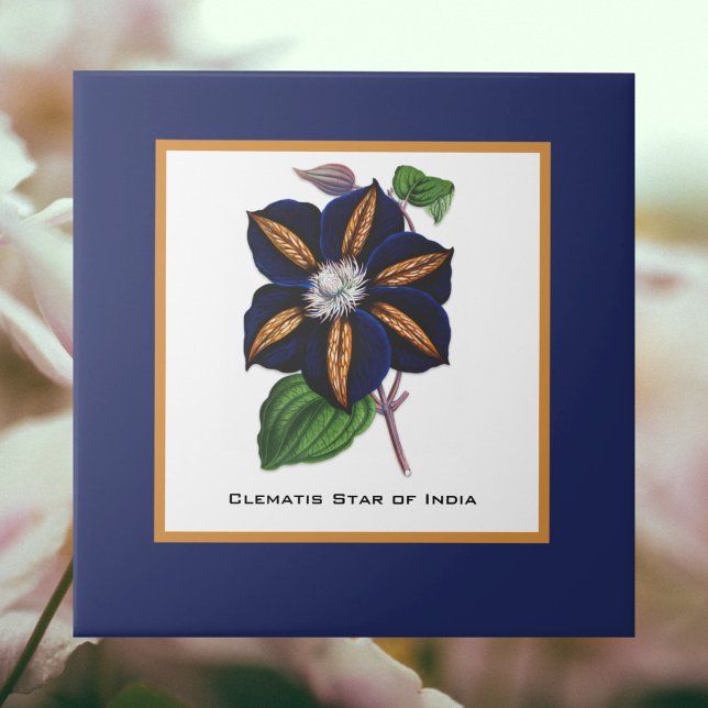 Carreau Clematis Star of India Illustration botanique (Créateur téléchargé)