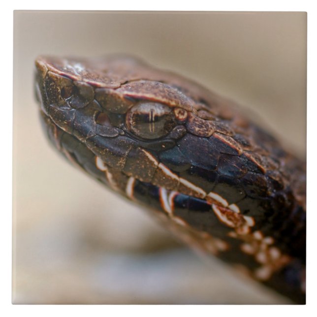 Carreau Closeup de Cottonmouth (Devant)