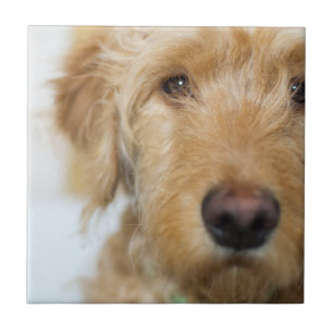 Carreau Closeuse de coquelicot de Goldendoodle