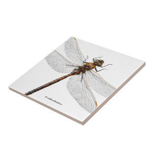 Carreau Closeuse d'une libellule de Darner du Canada