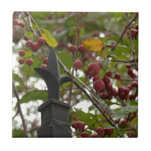 Carreau Clôtures et crabes