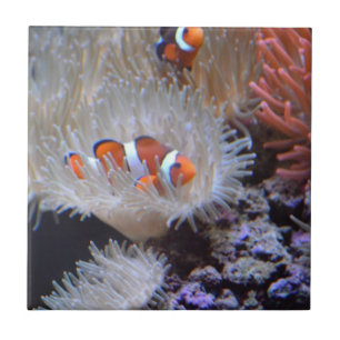 Carreau Clownfish