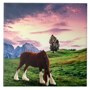 Carreau Clydesdale Sunset