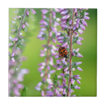 Coccinelle sur des fleurs violettes