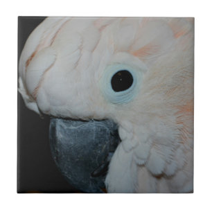 Carreau Cockatoscope rose Moluccan Animaux de perroquets