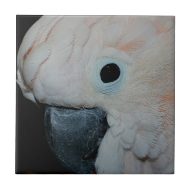 Carreau Cockatoscope rose Moluccan Animaux de perroquets (Devant)
