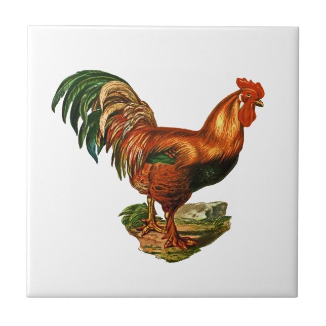 Carreau Cockerel de Rooster (Devant)