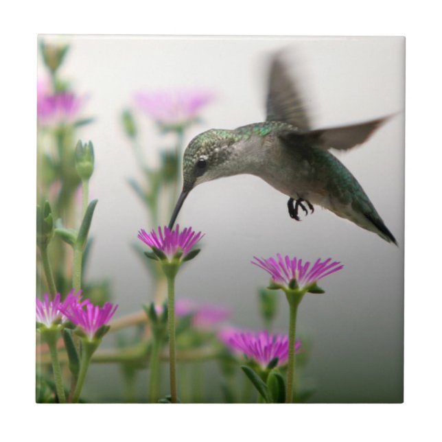 Carreau Colibri (Devant)