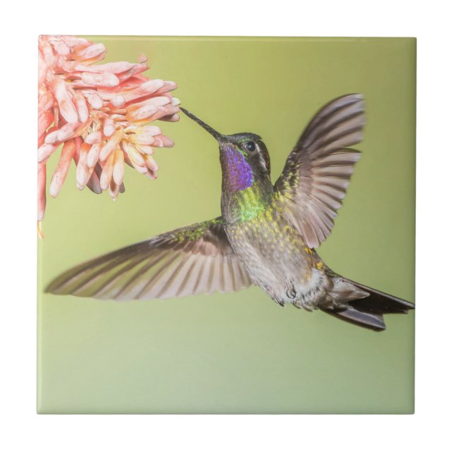 Carreau Colibri coloré en vol (Devant)