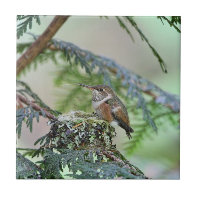 Carreau Colibri de bébé collant sa langue (Devant)