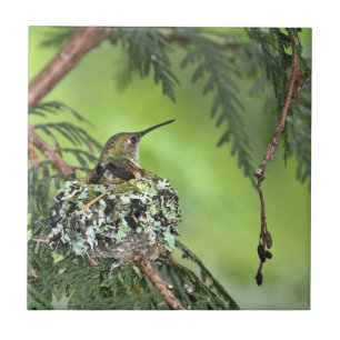 Carreau Colibri de mère sur le nid