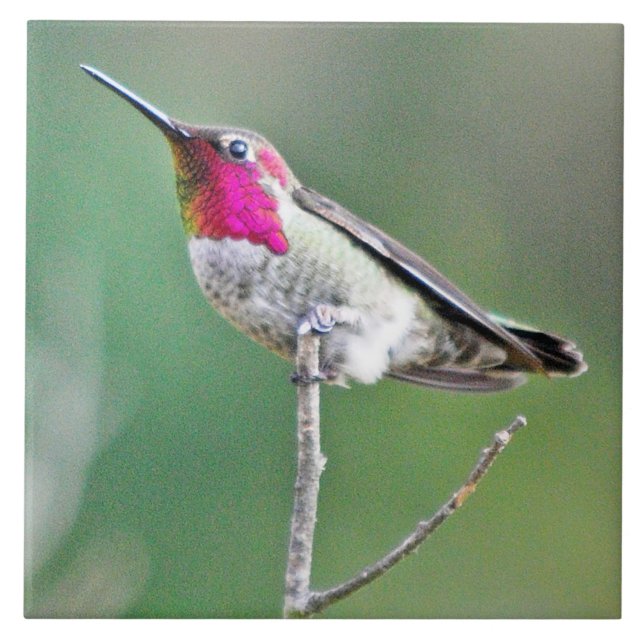 Carreau Colibri été perché (Devant)